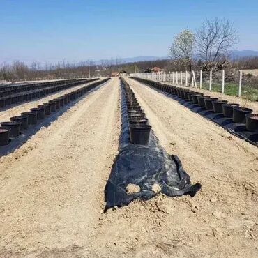 Baštenski alati i oprema: 1,05x100m-Agrotekstil folija- Premium prostirka za suzbijanje korova na lalafo.rs — 13 Baštenski alati i oprema: 1,05x100m-Agrotekstil folija- Premium prostirka za suzbijanje korova — 13