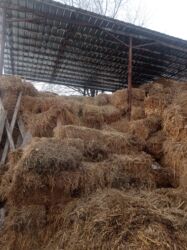 продаю дойных коров: Тук сатылат аралаш чоп, продаю тюки разнотравье