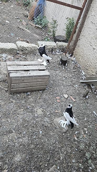 ördək balası və cücə: Xamilyon qara pomerianlar həm beli həm quyruqlari parıltılı qaradır — 3