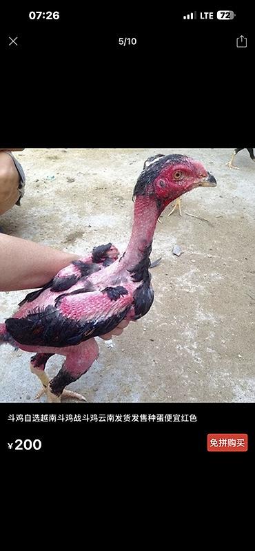 Куры, петухи: Продаю | Куры, Петух, Цыплята | Для разведения — 24