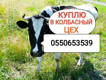 Животные - Кыргызстан: Куплю | Коровы, быки | Любое состояние