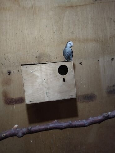 Tutuquşları: Nerazluçnik.Hazır cütlər.bala.və cütə hazır mayalar.Hamsı sağlam və — 9