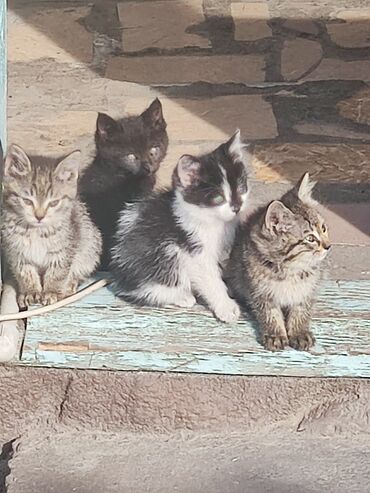 дом для котов: Мальчик