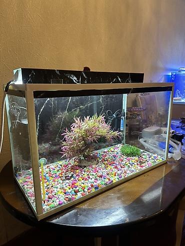 akvarium baki: Akvaryum dəsti tecili satilir ela vezyetdedi 68/40/35 texmini 80 litr — 2