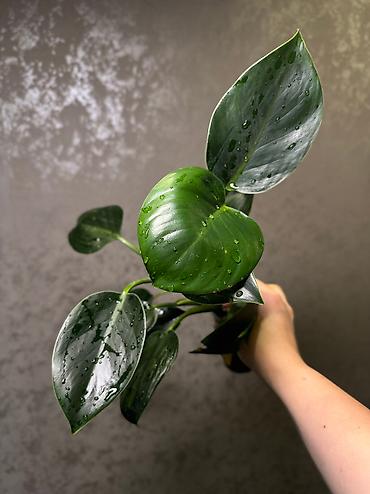 Другие комнатные растения: Добрый день! В продаже комнатные растения: Сингониумы - конфетти — 9