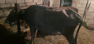 inək öd daşı: Dişi, il: 3, 100 kq, Südlük, Ünvandan götürmə, Ödənişli çatdırılma — 5