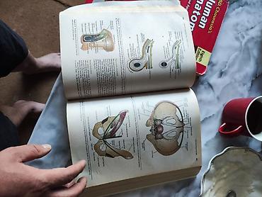 стол инверсионный: Цкна за каждую по 1000 сомов Атлас человеческой анатомии, 7‑е издание — 6
