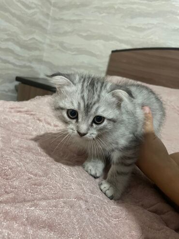 товары для кошек: Шотландский котёнок (скоттиш-фолд/страйт), окрас серебристый табби