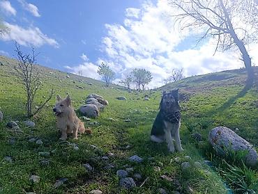 Другие услуги: 🐾 Лапки под присмотром — забота, как для своих.🐾 Я няня для ваших — 14