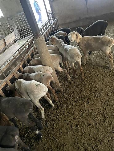 Баран, овца: Продаю | Овца (самка), Ягненок, Баран (самец) | На забой | Кастрированные — 12