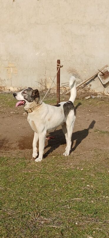 İtlər: Qurdbasar, 2 il, Erkek, Peyvəndli, Rayonlara çatdırılma — 4