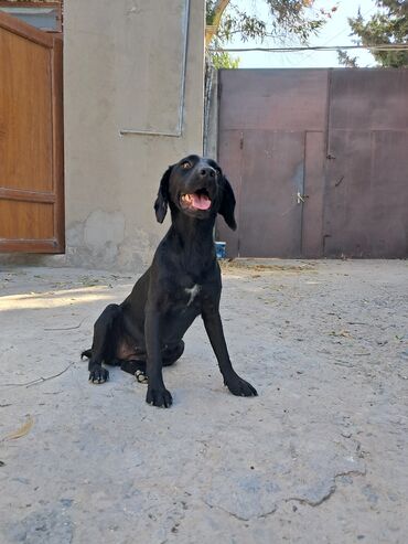 dovşa: Koker spaniyel, 1 il, Dişi, Peyvəndli, Ünvandan götürmə