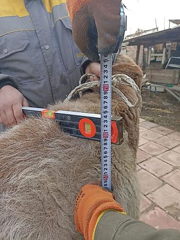 Баран, овца: Продаю | Овца (самка) | Арашан | Для разведения — 11