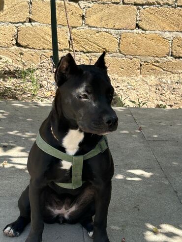 bit dərmanı: Kane-Korso, 6 ay, Dişi, Ödənişli çatdırılma