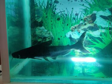 akvarium xırda balığı: Akula baligi satilir usdunde akvarumda verilir 150 m alinib 100 m