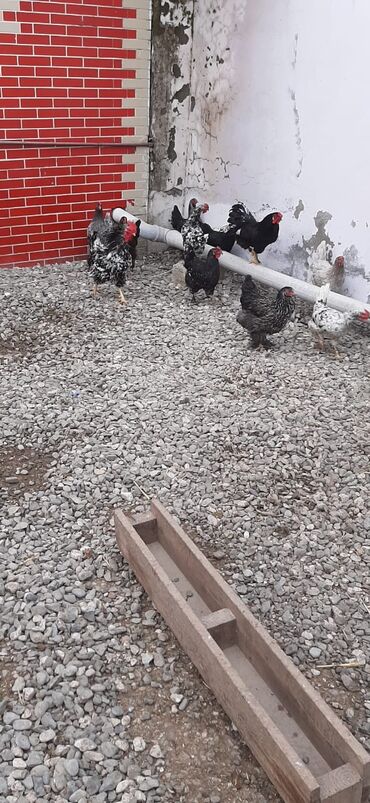 Digər quşlar: Bu toyuqların yumurtaları sifarişlə yığılıb satılır öz həyətimdədi — 4