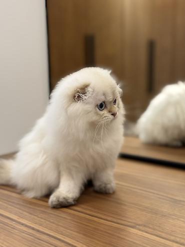 Продажа кошек: Скотиш Фолд (Шотландская вислоухая), 3 месяца, Мальчик, Золотая шиншилла, Приучена к лотку — 8