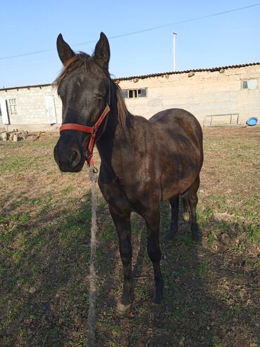 домики для котят: Сатам | Бээ (ургаачы) | Жумушка