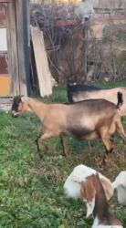 молочные оборудование: Продаю | Коза (самка) | Нубийская, Битал, Камори | Для разведения, Для молока | Племенные, Котные