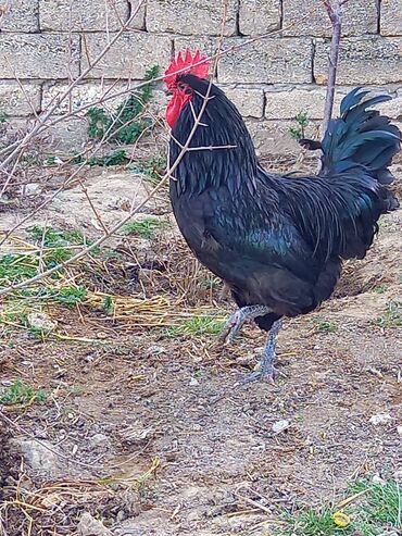 Cücələr: Toyuq cücələri, Damazlıq, Rayonlara çatdırılma, Ödənişli çatdırılma, Ünvandan götürmə — 4