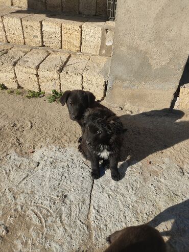 İtlər: Zvonok, 2 ay, Erkek — 8