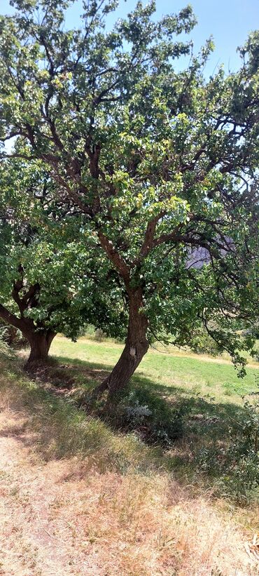 Torpaq sahələrinin satışı: Əkin sahəsi kənd təsərrüfatı fəaliyyəti üçün geniş imkanlar təklif — 6