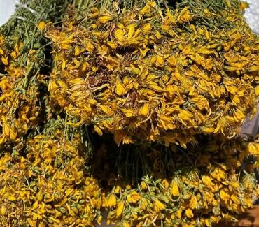 Çöl bitkiləri: Bütün növ yerli və xaricdən gəlmə bitkilərin topdan satışı Çərəz — 6