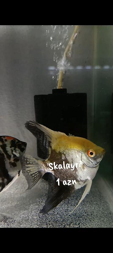 akvarium qiymetleri: Skalayri balıqı 
2 sm, 2,5 sm. 1 azn
WhatsApp YAZIN!!! — 2