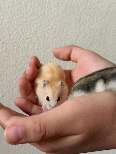Хомяки: Карликовые хомячки (джунгарики). Два окраса: - песочный (кремово‑рыжий — 2