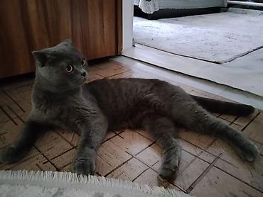 маленькая кошка: Шотландская вислоухая кошка (Scottish Fold), окрас: сплошной серый — 1