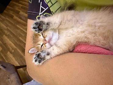 Кошки: Самец, Самка, В добрые руки, Самовывоз, Бесплатная доставка, Доставка в районы — 4