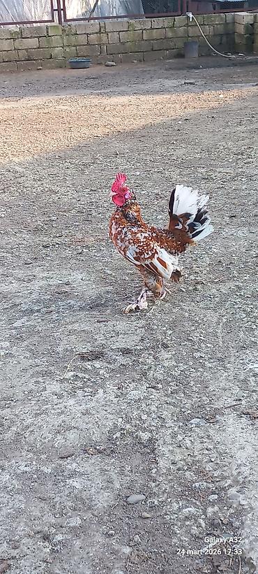 Toyuqlar: Toyuq, Damazlıq — 2