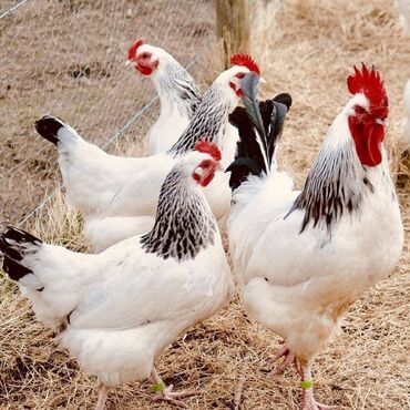 зоомагазин бишкек птицы: Продается цыплята адлер, суточные 120 и недельные 150…