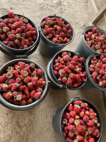Фрукты и ягоды: Семена и саженцы Клубники, Самовывоз, Платная доставка