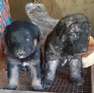 İtlər: Alman çoban iti, 1 ay — 3