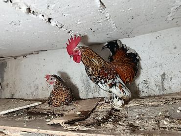 heyvalar: Salam yaponka ailəsi satılır3 xoruz 1 fərə yumurtlayır ayağları — 2