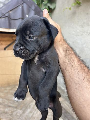 cane corso yavru: Kane-Korso — 5