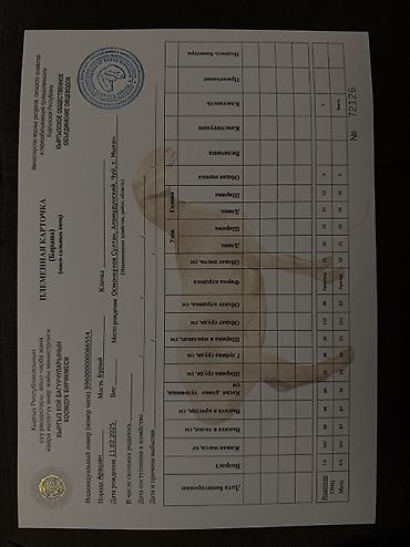 хатико собака: Продаю | Баран (самец) — 2