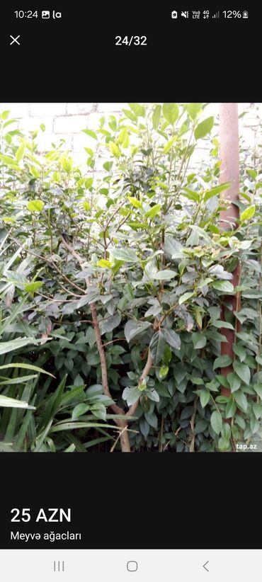 Tinglər: Müxtəlif dekorativ və meyvə ağaclarının tingləri. • Xurma-narıngi — 25