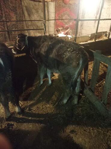 Коровы, быки: Продаю | Музоо, торпок | На откорм | Привязанные — 4