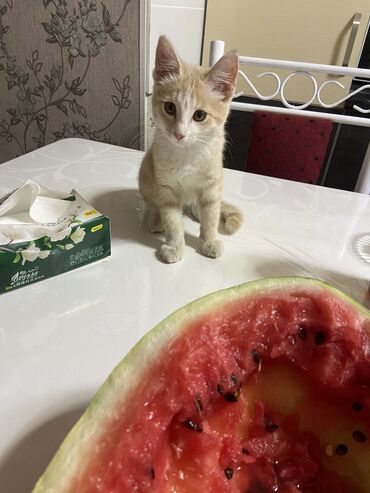 кошка турецкая ангора: 5 айлык, Эркек, Кызгыл сары, Лотокко барууга үйрөтүлгөн