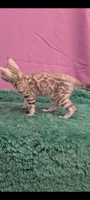 Продажа кошек: Бенгальская, 1 месяц, Девочка, Белый, Кастрирована, Приучена к лотку, Проглистована — 22