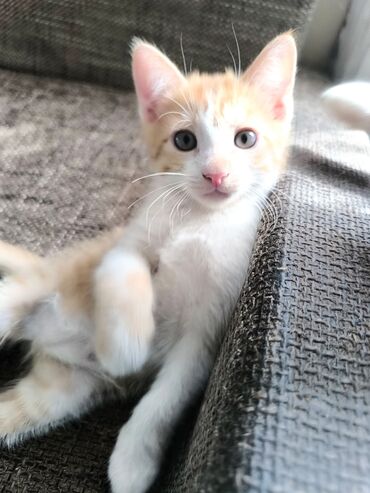 британская короткошерстная кошка золотая шиншилла: 2 месяца, Мальчик, Рыжий, Проглистована
