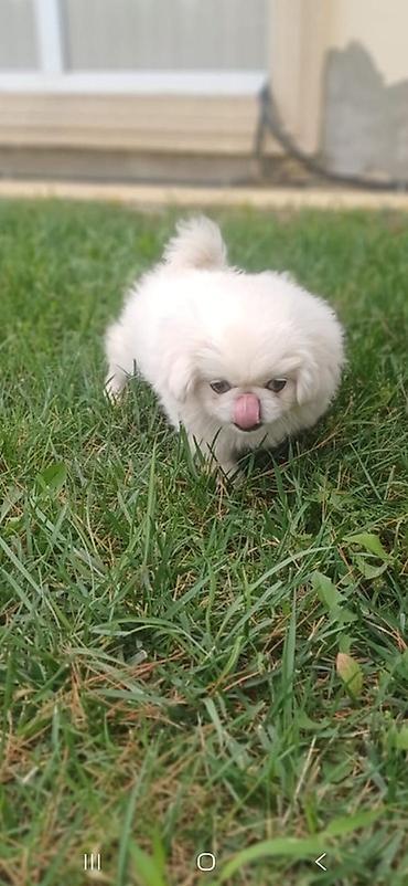 ag baliq qiyməti: Pekines — 6