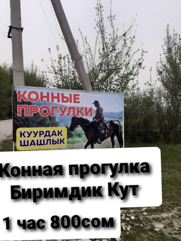 митсубиси делика бишкек: Конные прогулки Конные туры 1 час 800сом адрес Биримдик кут Бишкек