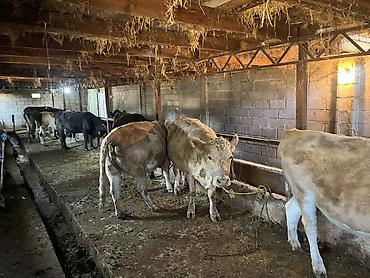 собаки самки: Продаю | Корова (самка) — 7
