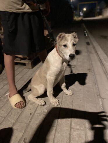 собака кандек: Продается чистокровный алабай 3месяца 
Кабель