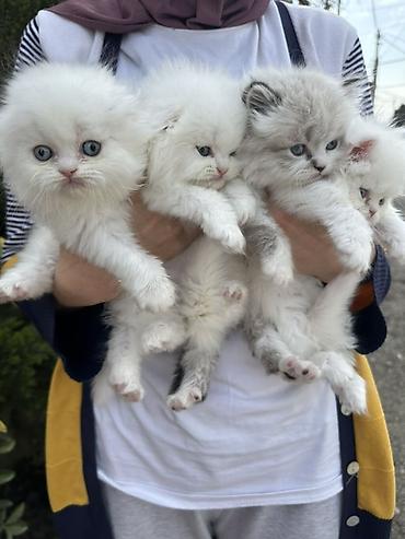 Pişiklər: Şinşilla — 12