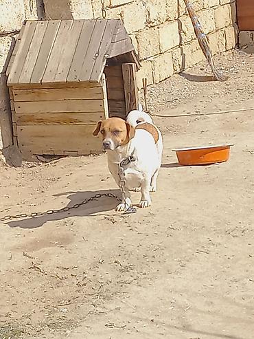 İtlər: Cek rassel teryer, 2 il, Dişi -da lalafo.az — 4 İtlər: Cek rassel teryer, 2 il, Dişi — 4