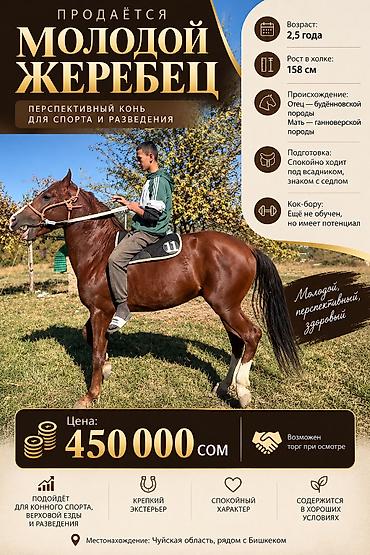 баран ххх: Продаю | Жеребец | Конный спорт — 1
